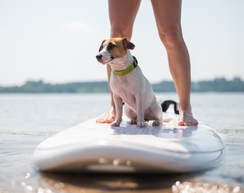 OTL-Gouverneur-Saguenay-fjord-paddle-chien