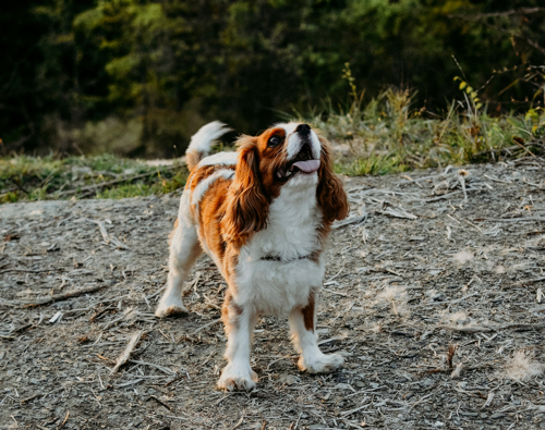 OTL-Gouverneur-Saguenay-chien-randonnée