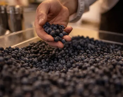 OTL-Gouverneur-Saguenay-bluberries