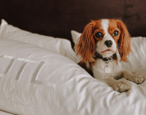 OTL-Gouverneur-Saguenay-chien-lit-luxe-hotel